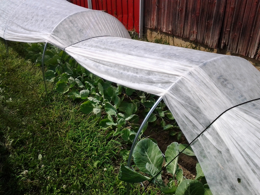 Low tunnels on a small scale.
